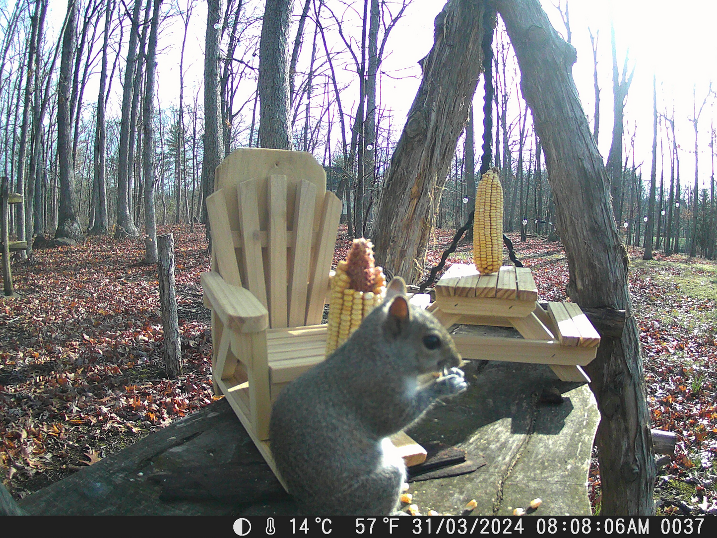 Adirondack Squirrel Picnic Table Feeder